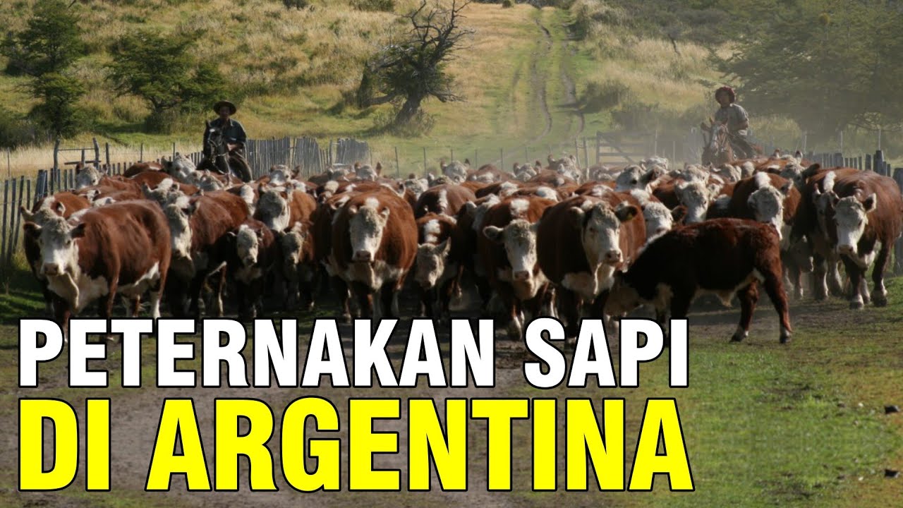 
                                 Peternakan-Sapi-Di-Negeri-Argentina.jpg